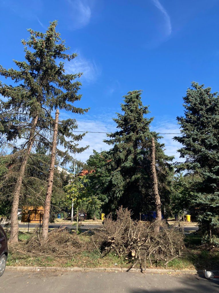 Wycinka drzew wrocław