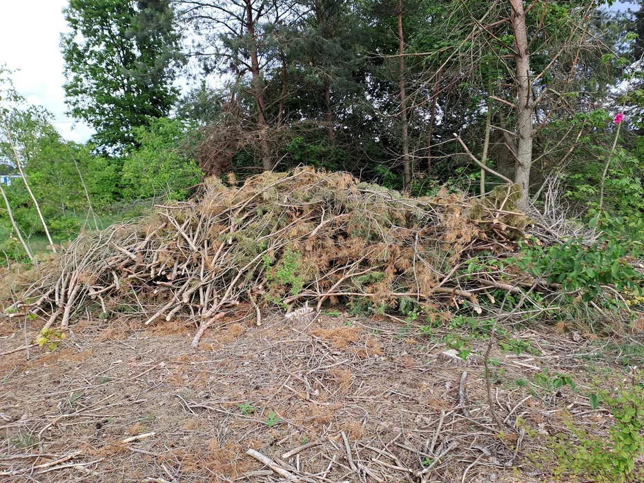 gałęzie przygotowane do rębaka