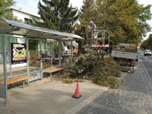 Wycinka drzew z użyciem zwyżki