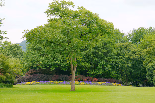 małe drzewo w ogrodzie